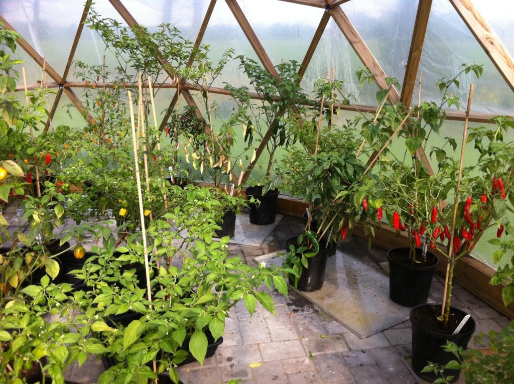 Chili plante - FORUDBESTILLING TIL FORÅR 2017