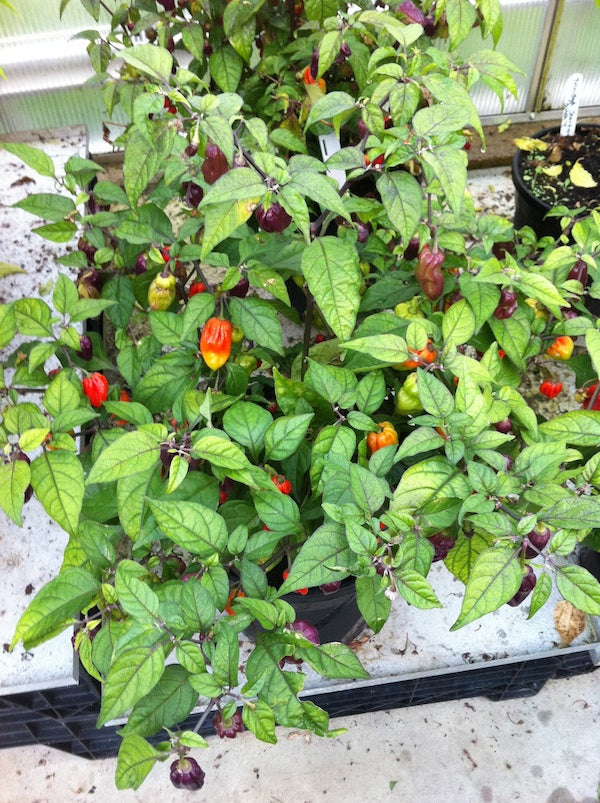 Bhut Jolokia Purple - C. chinense