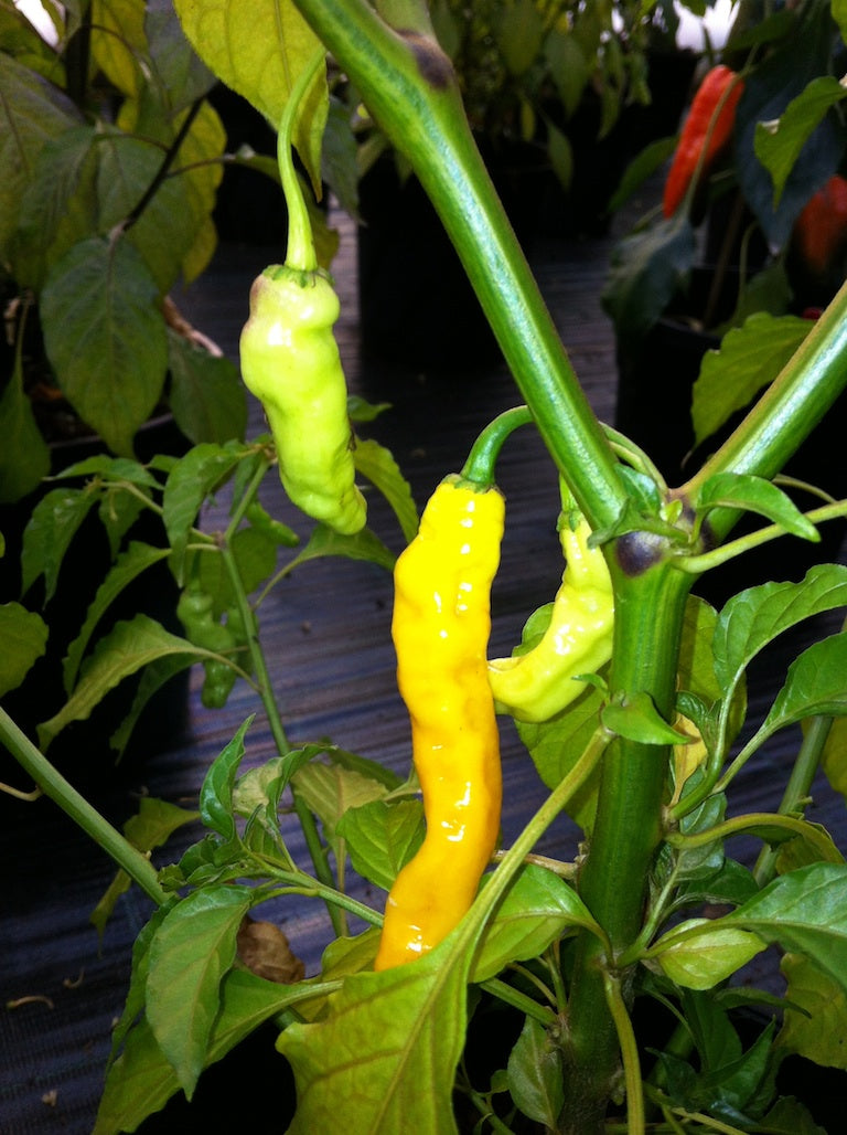 Sugar Rush - C. chinense