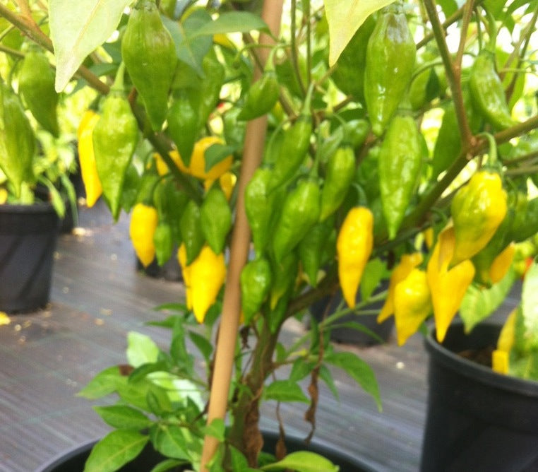 Teapot Yellow - C. chinense