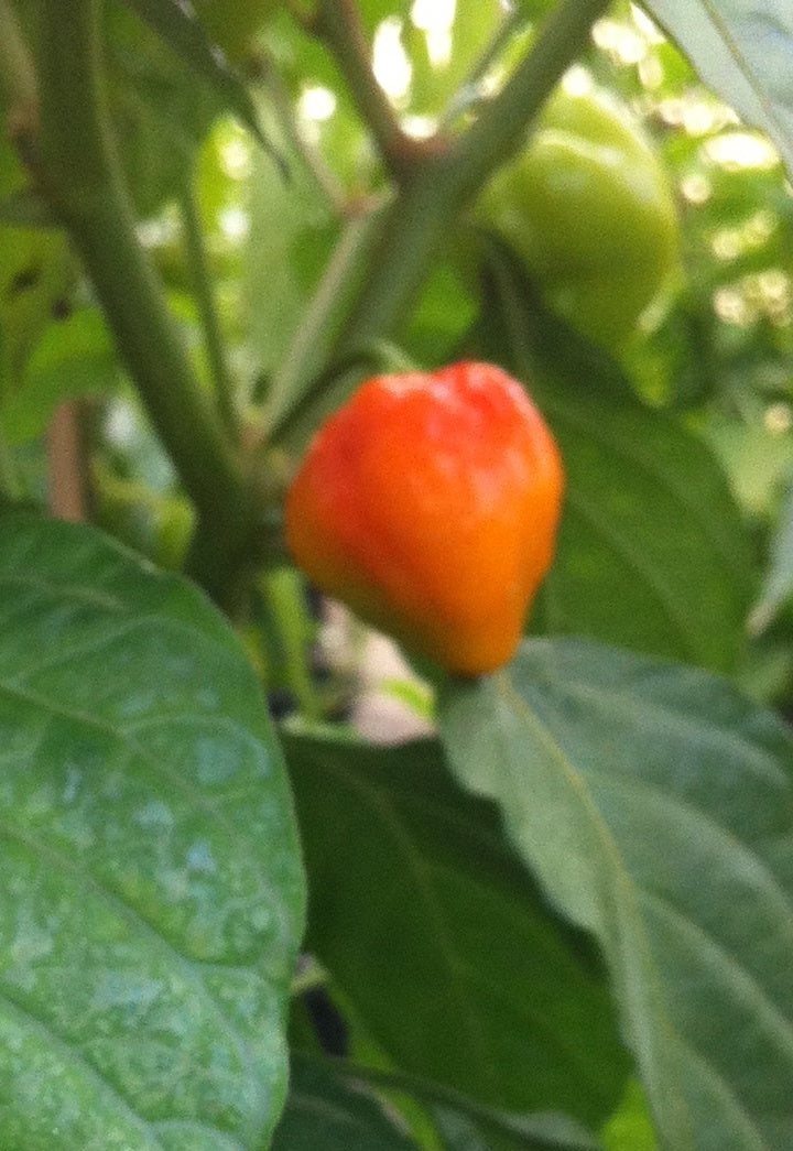 Habanero Meltdown - C. chinense