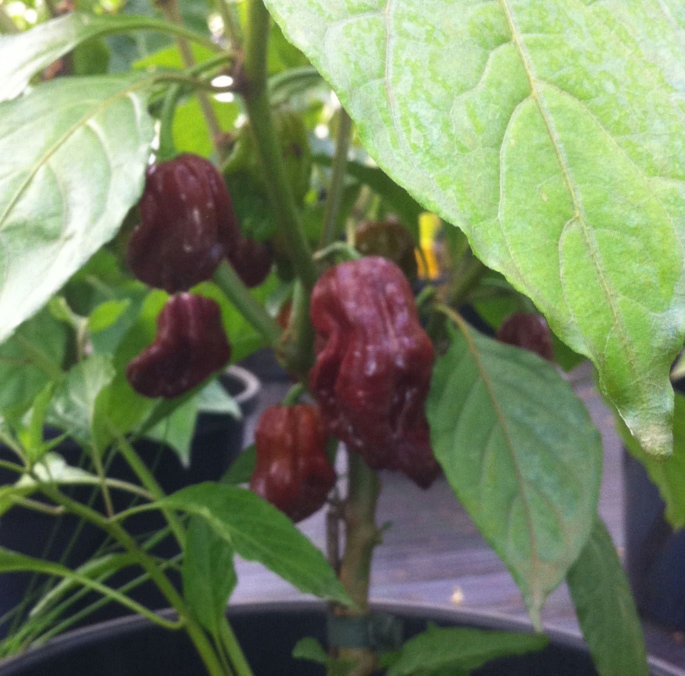 7 pod Brown - C. chinense