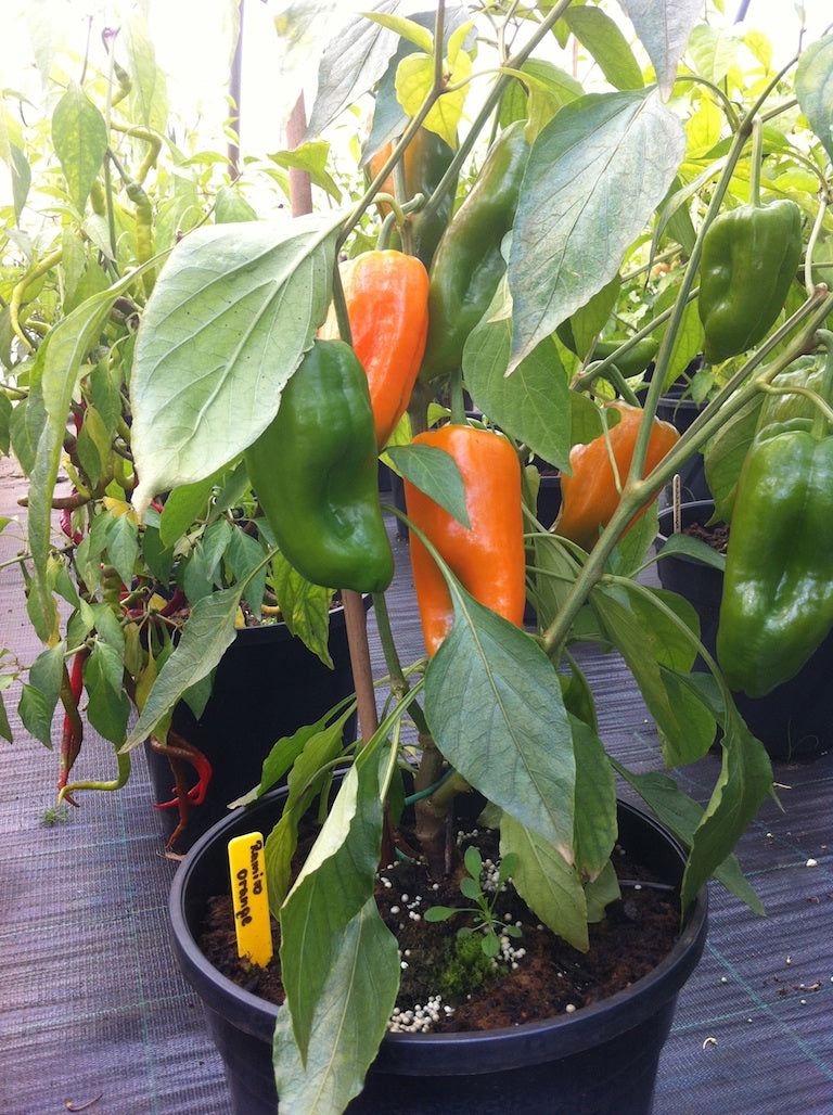 Ramiro Orange - C. annuum