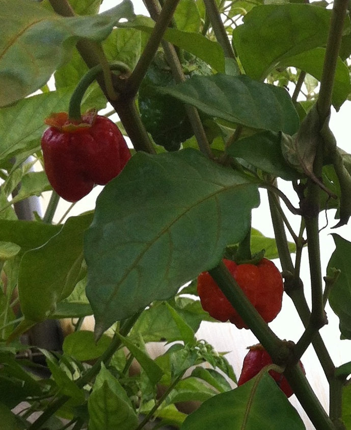 7 Pot Bubblegum - C. chinense