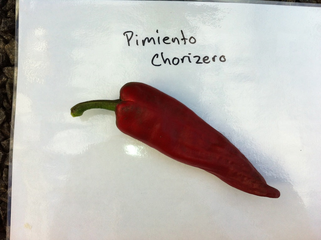 Pimiente Chorizero - C. annuum