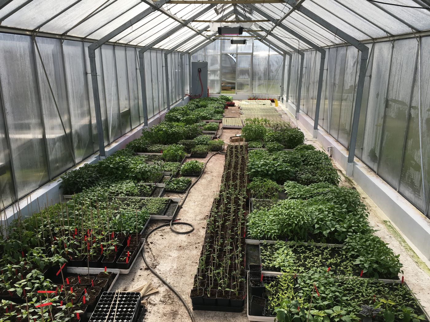 Rocoto aji Largo - Plante