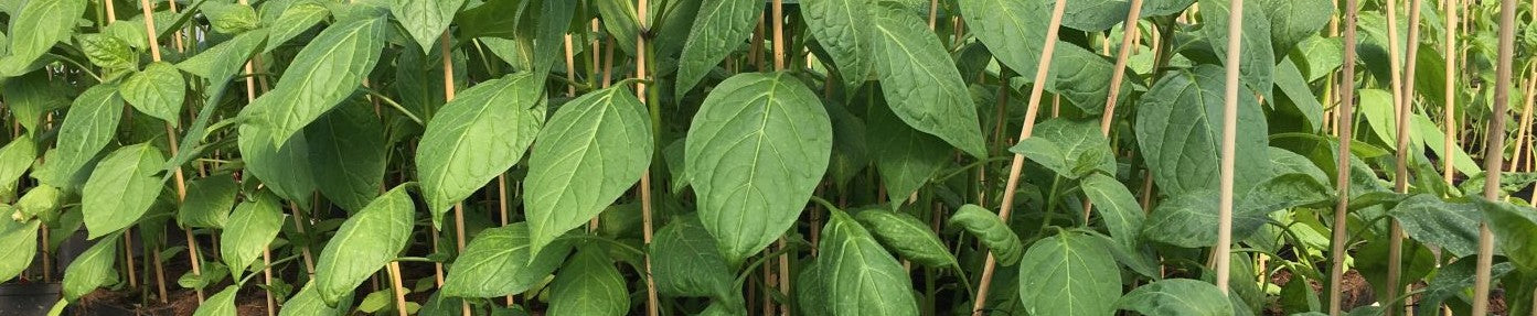 Rocoto Marlene - Plante!