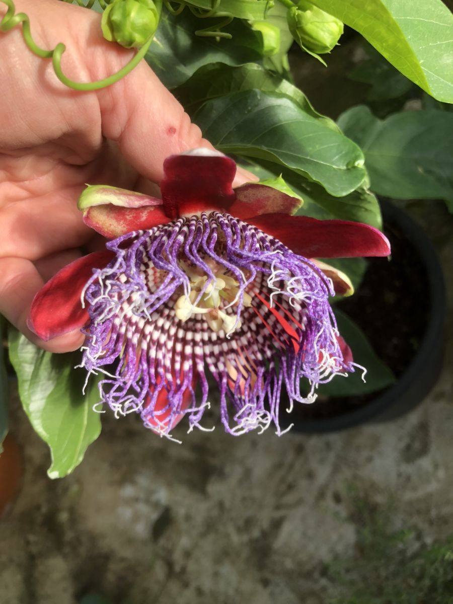Passiflora x decaisneana