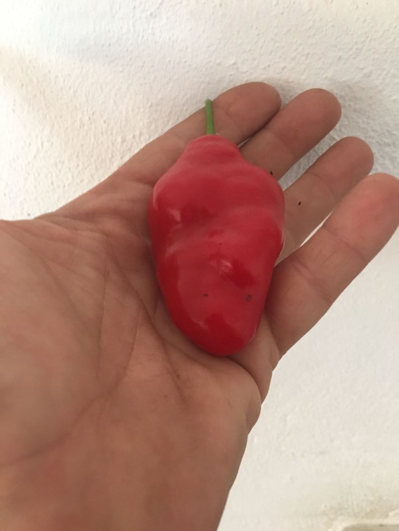 Rocoto aji Largo - C. pubescens