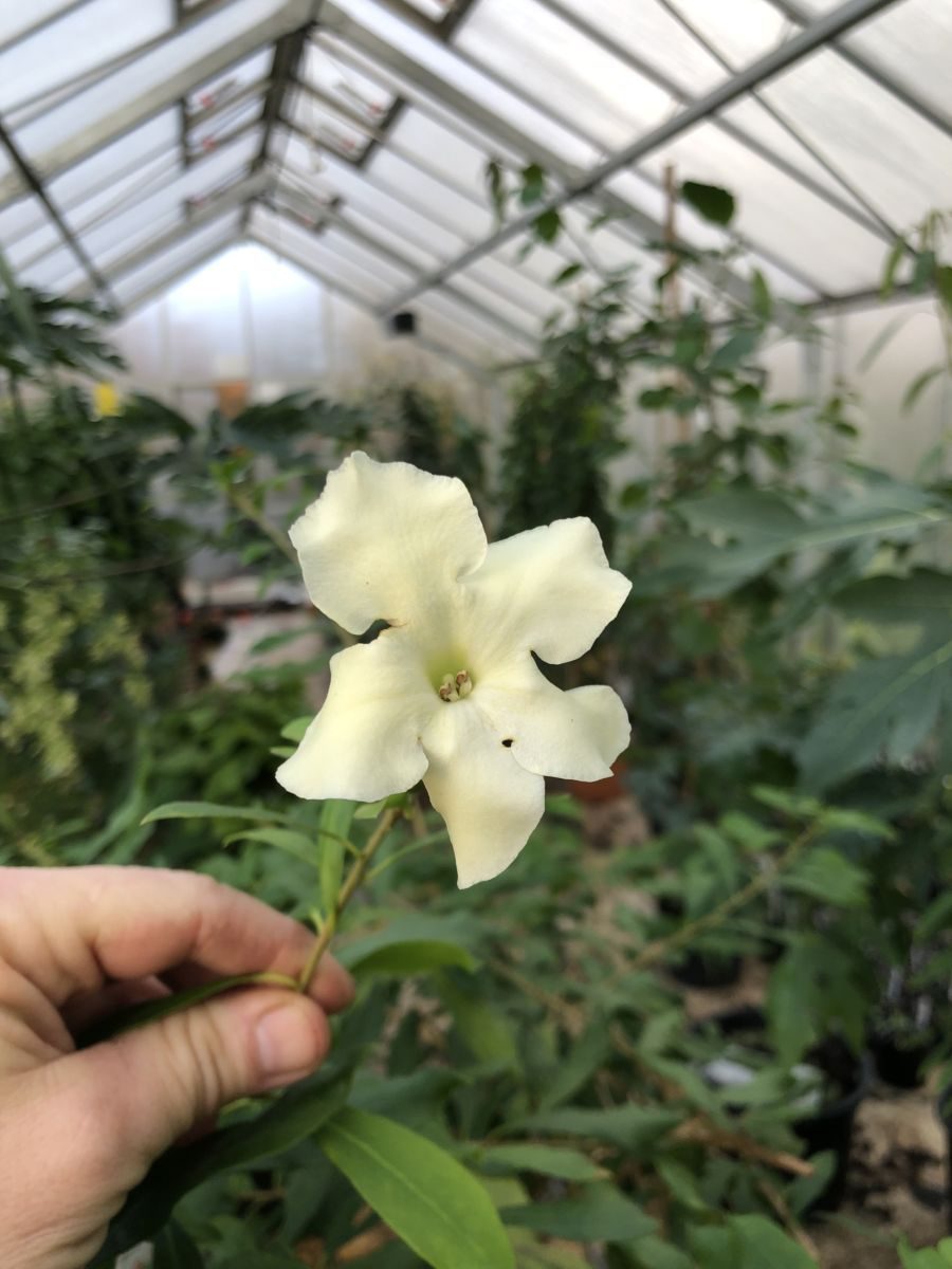 Brunfelsia nitida - Hvide blomster - Plante