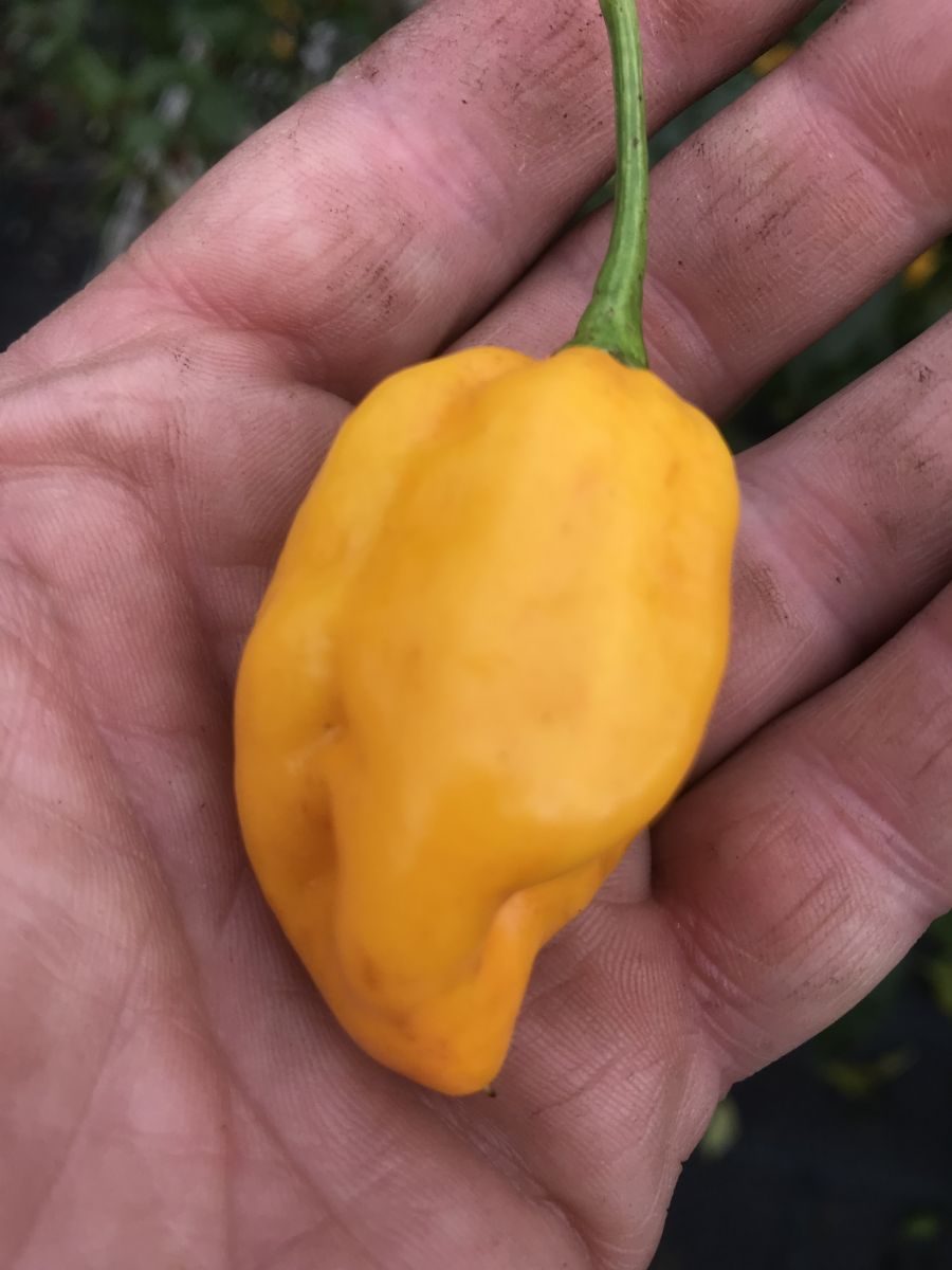 Rocoto Cristobal Colon - C. pubescens