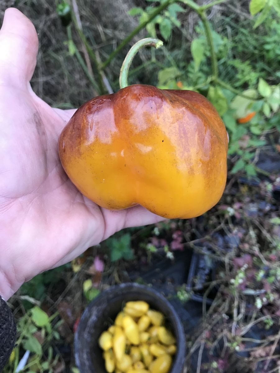 Rocoto P 360 - C. pubescens