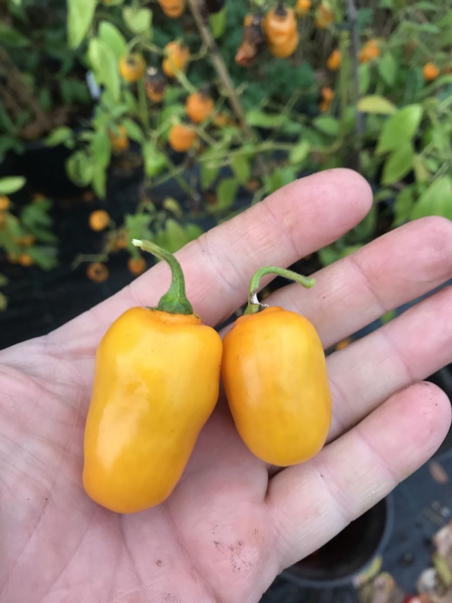 Rocoto Mini . C pubescens