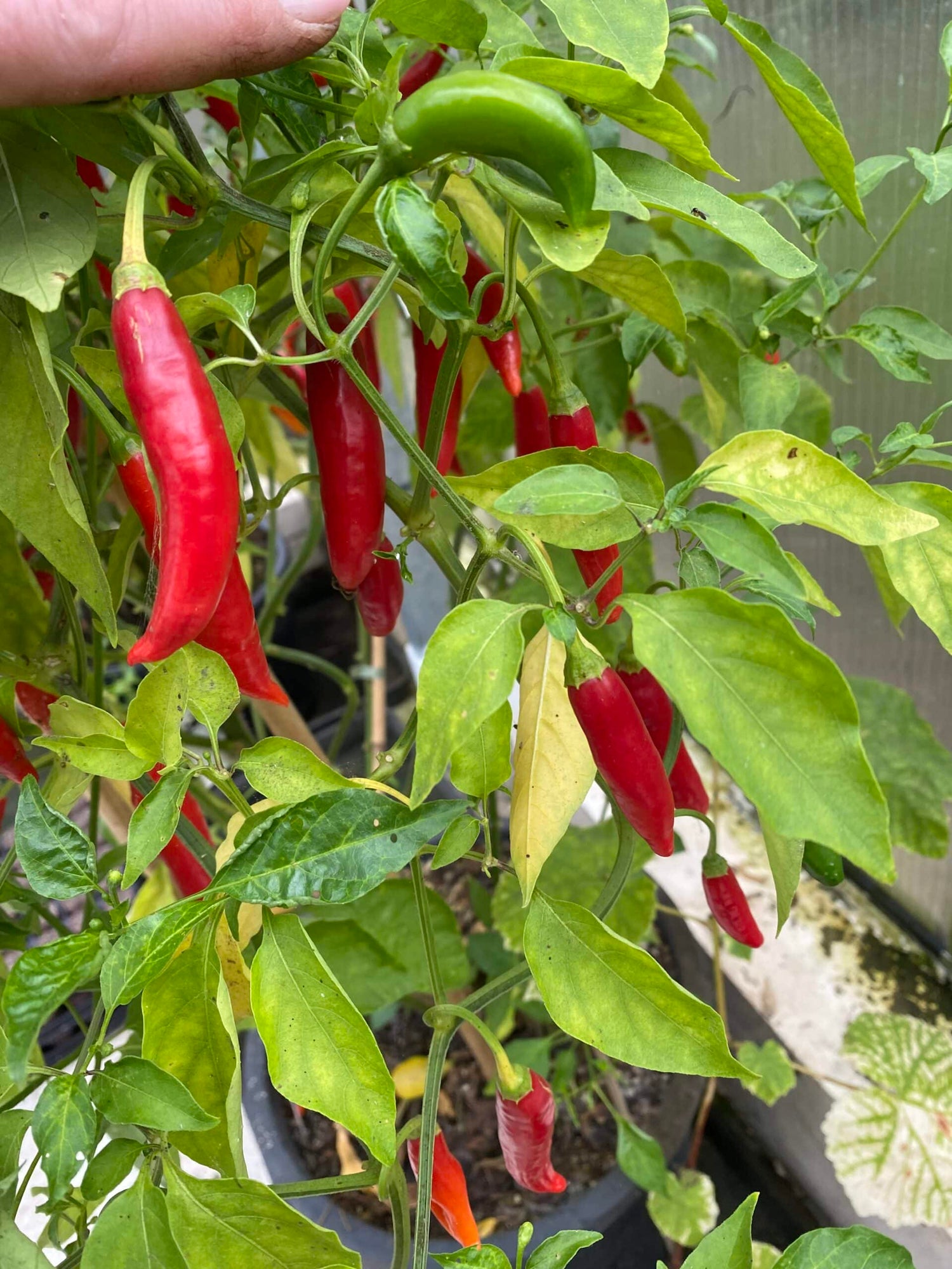 Red Torpedo  - C. baccatum