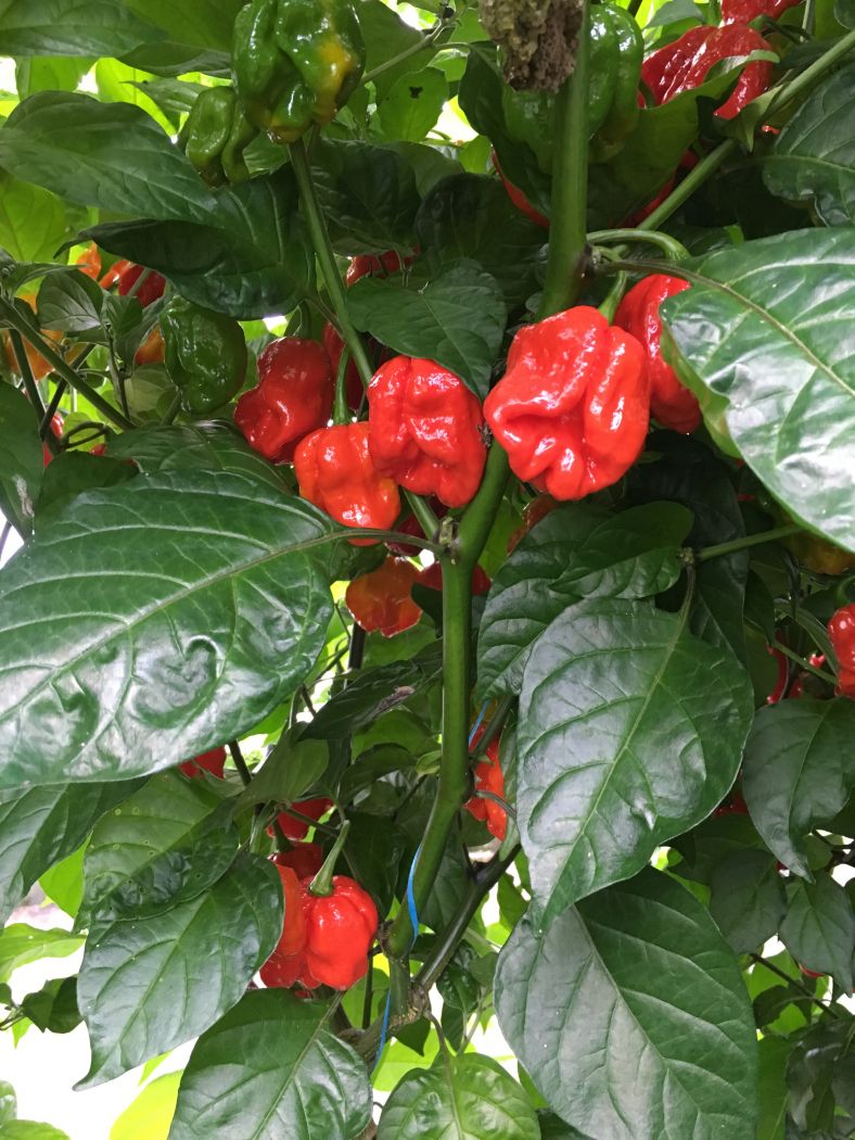 Infinity - C.chinense