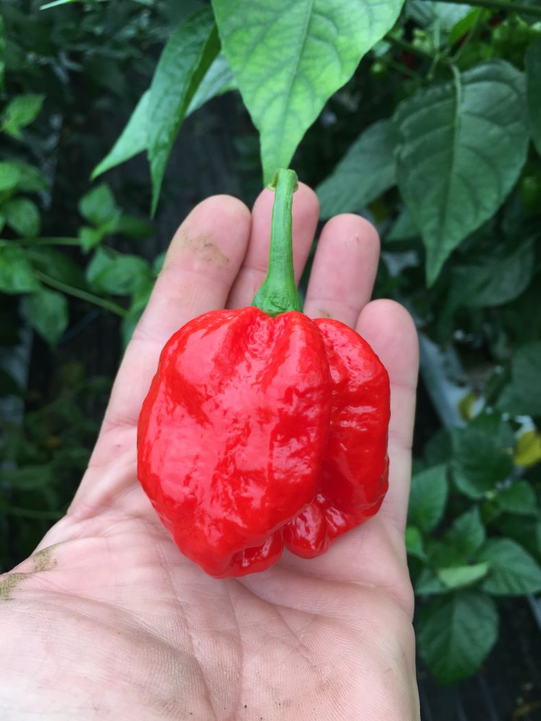 Infinity - C.chinense