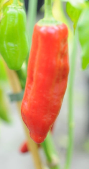 Kaleidoscope – C. baccatum