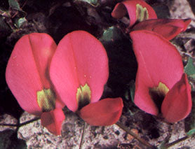 Running Postman - Kennedia Prostrata