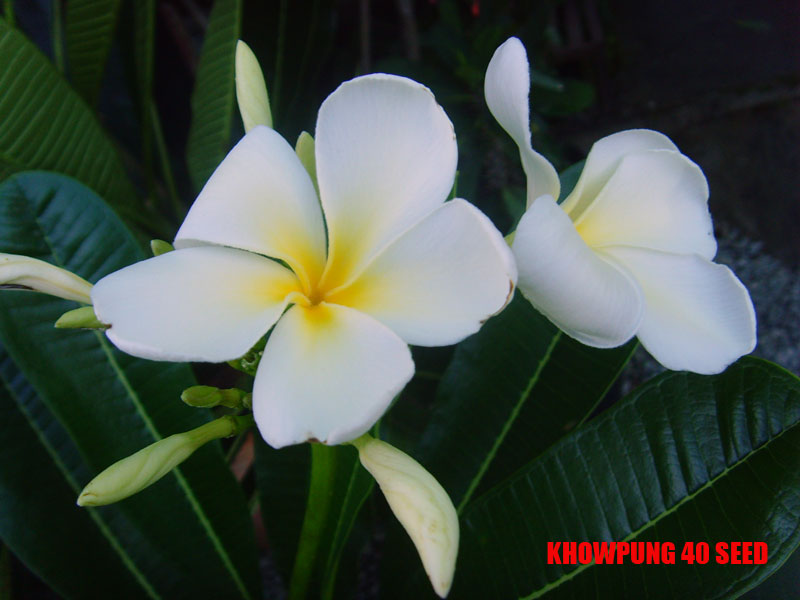 Plumeria -  Khow Pung