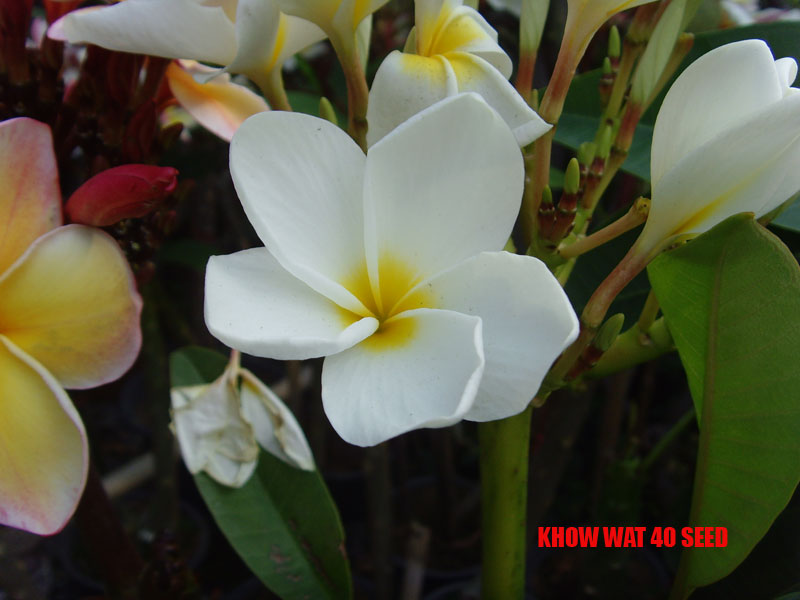 Plumeria -  Know What