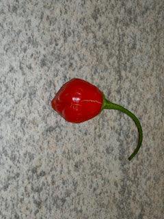 Habanero Linda's Peruvian - C. chinense