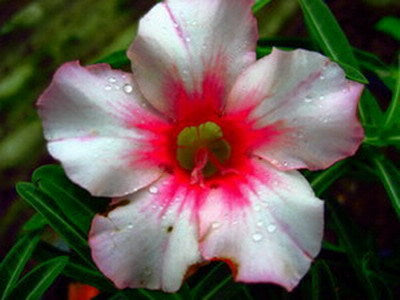 Ørkenrose - Adenium 'Morning Glory'