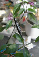 Maui Purple - C. annuum