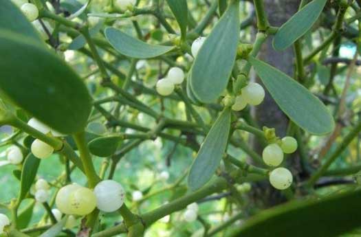 Mistelten - INGEN BÆR I 2021 desværre...