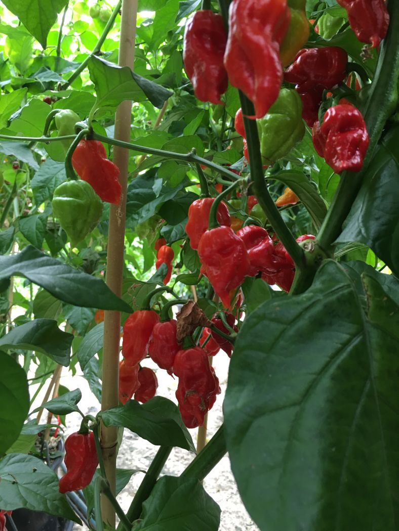 Naga Viper - C. chinense