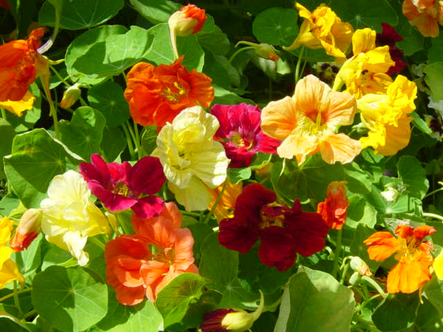 Blomsterkarse Dværg -  Jewel mix - Nasturtium