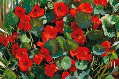 Blomsterkarse  -  Indian Chief