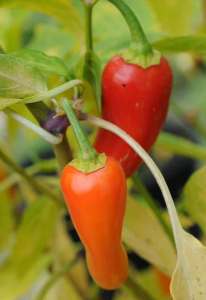 Numex Pinnata - C. annuum