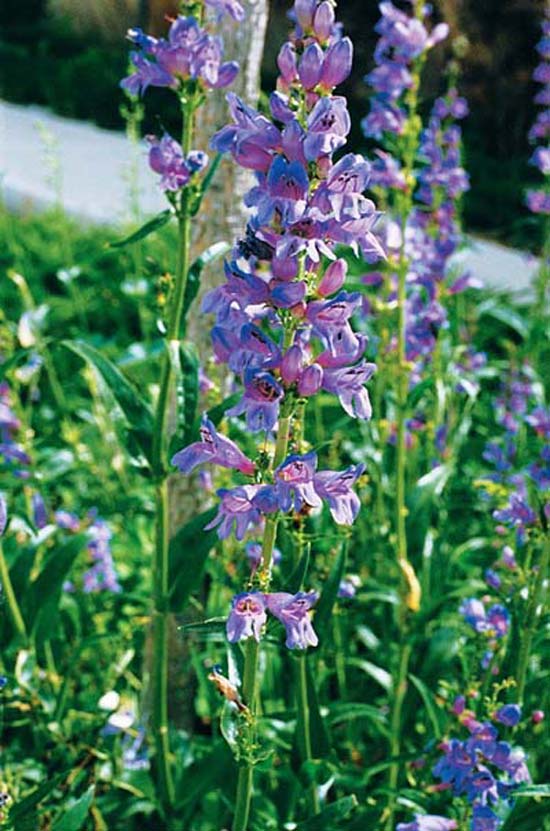 Rocky Mountain Penstemon - Penstemon Strictus