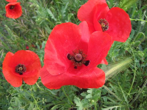 Rød Kornvalmue - Papaver rhoeas