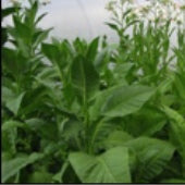 Tobak - Perique - Noctiana tabacum