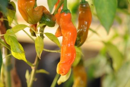 Peter Penis Pepper  Orange - C. annuum