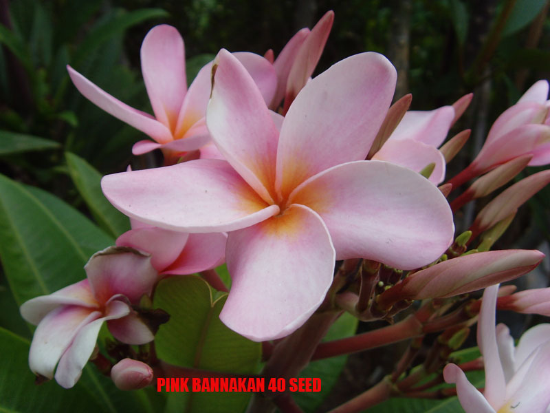 Plumeria - Pink Bannakan