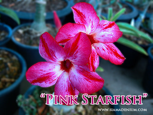 Ørkenrose - Adenium 'Pink Starfish'