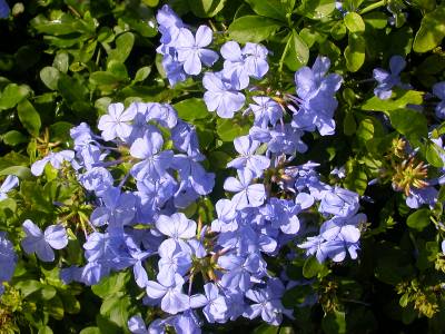 Blyrod - Plumbago auriculata