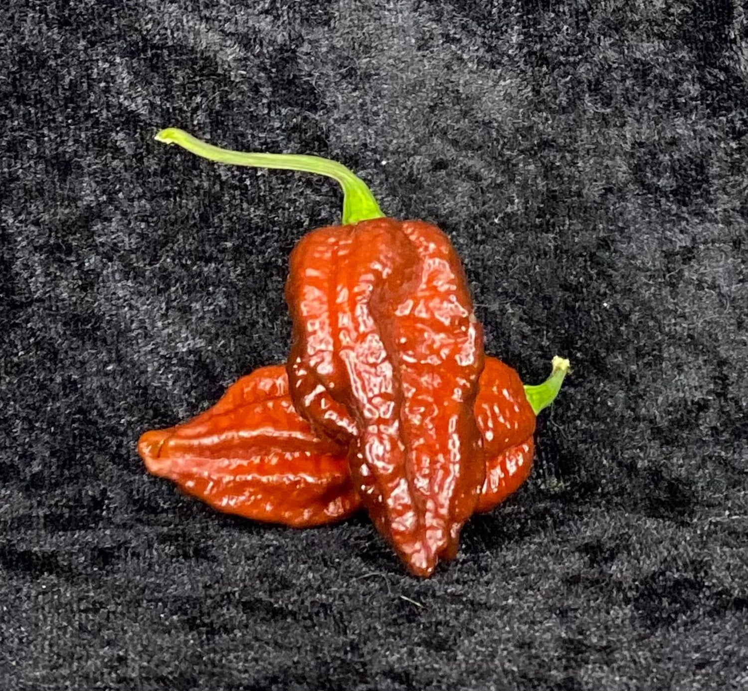 Red Gum Tiger - C. chinense