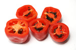 Rocoto manzano rød - C.Pubescens