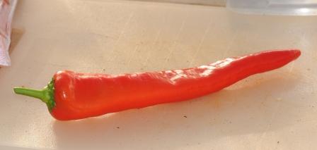 Romanian Giallo - C. annuum