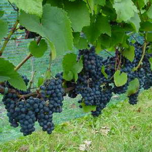 Rondo Frilandsvindrue