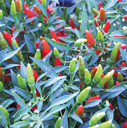 Rooster Spur - Chilli