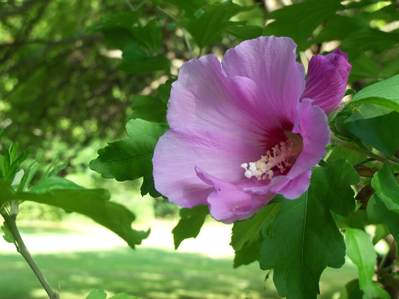 Rose of Sharon "Sky Blue" - Hibiscus Syriacus