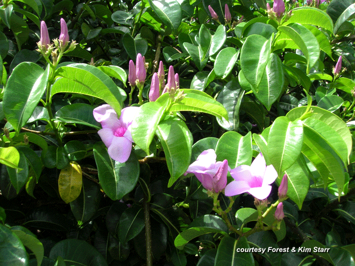 Rubber Vine - Cryptostegia Grandiflora