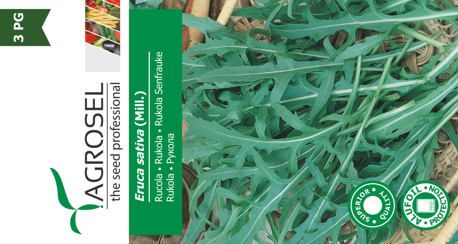 Rucola salat - Eruca Sativa