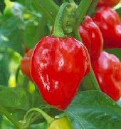 Habanero Savanna Red - C. chinense