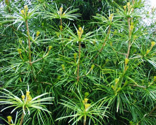 Parasoltræ - Sciadopitys verticillata