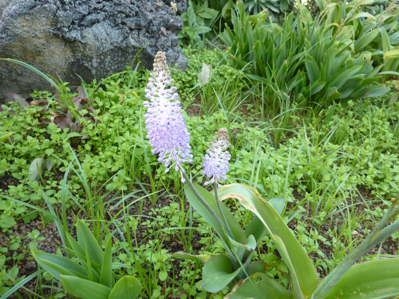 Scilla madeirensis - Plante